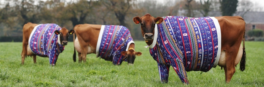 Jersey Cows in Christmas jumpers: An udderly brilliant Christmas campaign