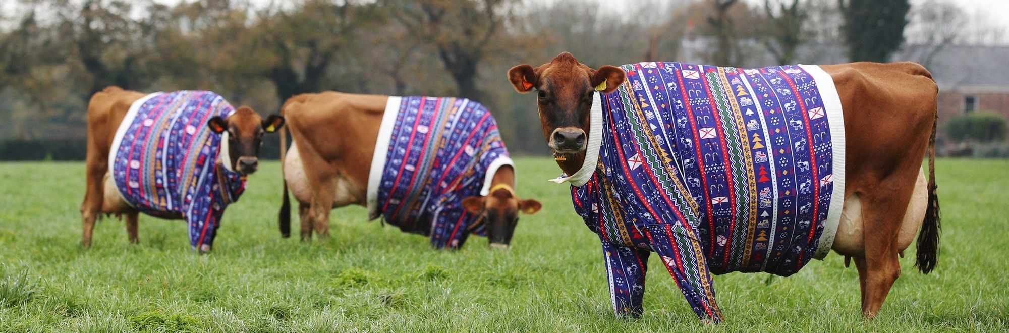 Jersey Cows in Christmas jumpers: An udderly brilliant Christmas campaign