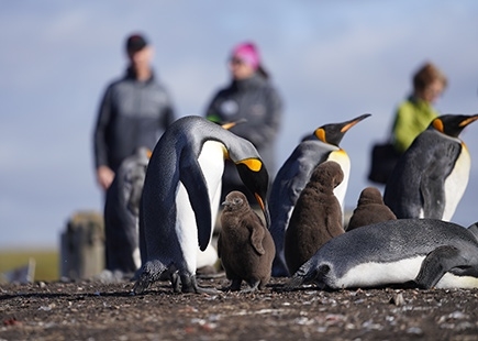 Falklands 2