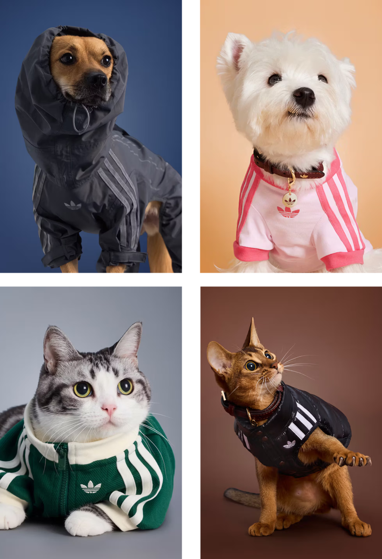 Creative Corner: dogs decked out, cans of literature and sobering crosswalks