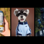 Creative Corner: dogs decked out, cans of literature and sobering crosswalks