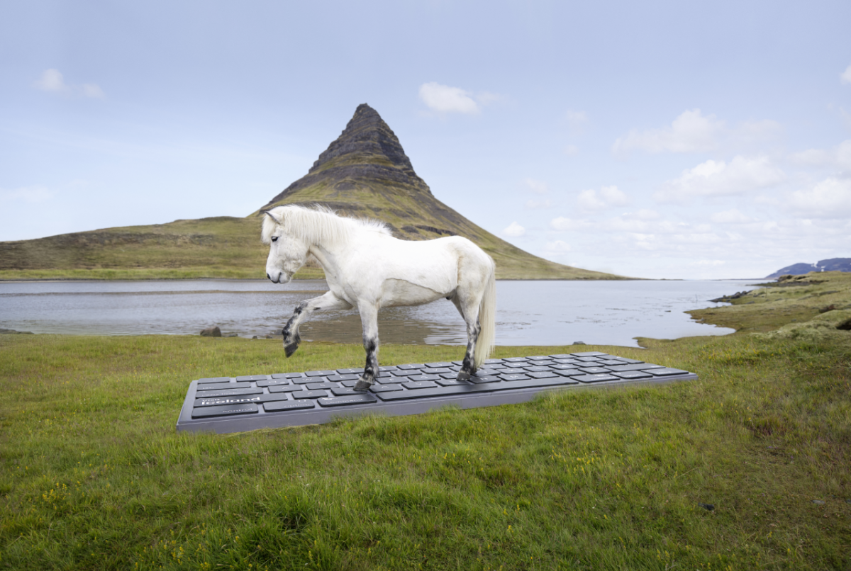 Iceland horse