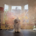 Dulux dog returns in colourful comeback