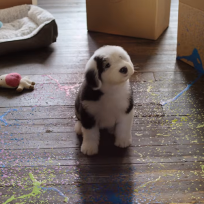 Dulux dog returns in colourful comeback