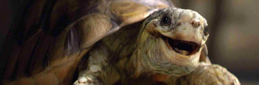 Atomic and Homebase launch new Easter campaign starring Gary the tortoise