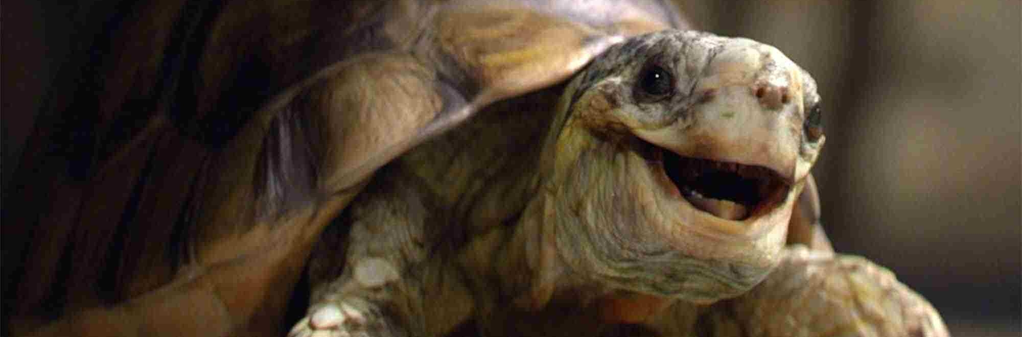 Atomic and Homebase launch new Easter campaign starring Gary the tortoise