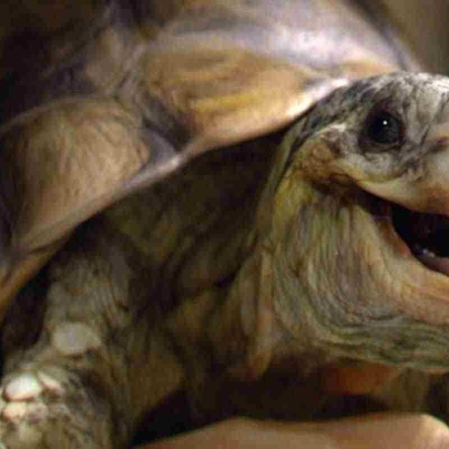 Atomic and Homebase launch new Easter campaign starring Gary the tortoise