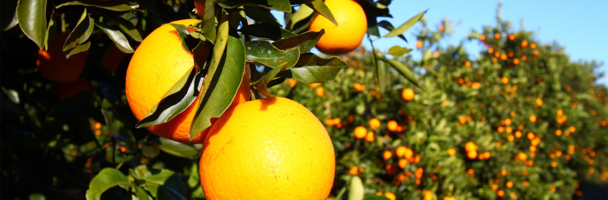 How a marketer invented orange juice