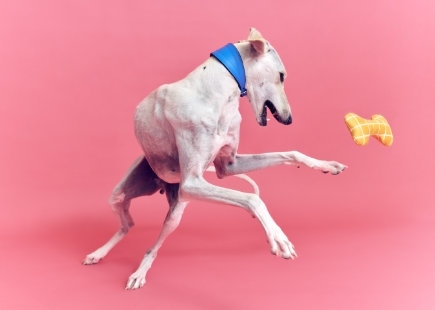 Ikea pets 1