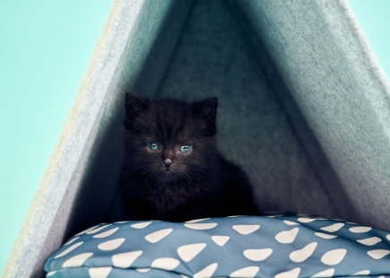Ikea pets 2