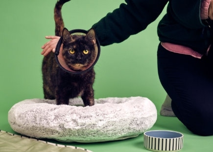 Ikea pets 3