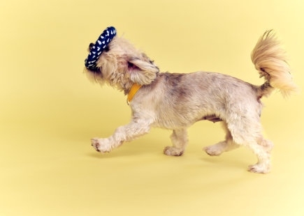 Ikea pets 4