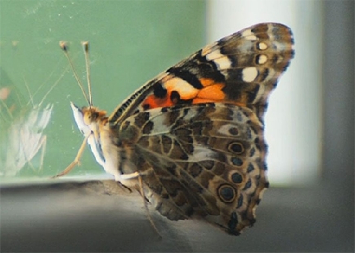 Guardian Butterfly