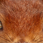 Pip & Nut's ad wins over fans... and a squirrel