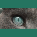 Campaign Callback: what we can learn from Sheba's commitment to nostalgia and self-awareness
