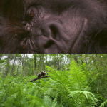 Stars unite with WWF to mark Sir David Attenborough’s 100th birthday