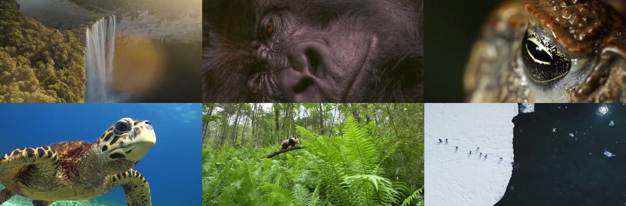 Stars unite with WWF to mark Sir David Attenborough’s 100th birthday