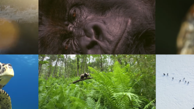 Up Next: Stars unite with WWF to mark Sir David Attenborough’s 100th birthday
