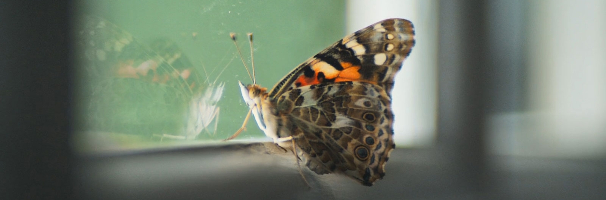 The Guardian uses a butterfly to powerful effect in its TV ad ‘Change is possible. Hope is power’