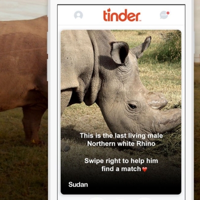 ICYMI: How a white rhino threatened with extinction looked to Tinder for a date (and donations)