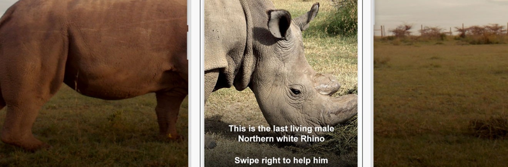 ICYMI: How a white rhino threatened with extinction looked to Tinder for a date (and donations)