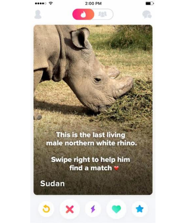 ICYMI: How a white rhino threatened with extinction looked to Tinder for a date (and donations)