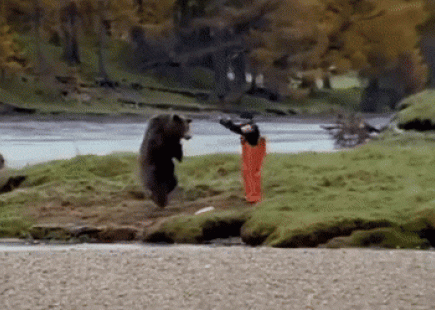 Bear Fight 4 Gif