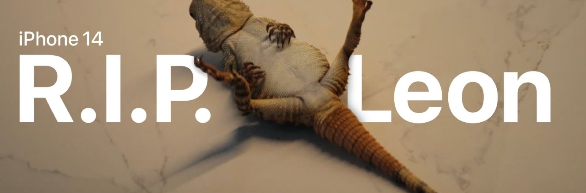 Work Of The Week: Apple uses a lizard playing dead to push its unsend feature