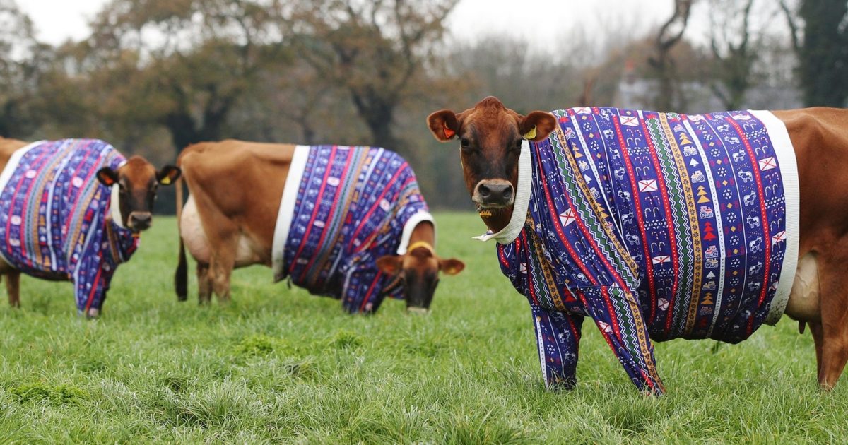pictures of jersey cows