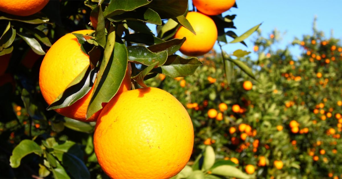 How A Marketer Invented Orange Juice Creative Moment